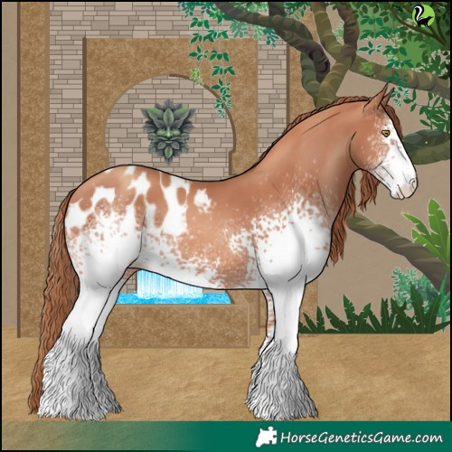 Horse Color:White Spotted Gold Champagne Appaloosa 
