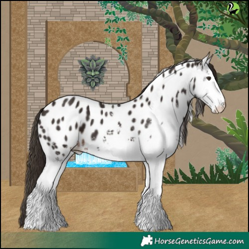 Horse Color:White Spotted Liver Chestnut Appaloosa 