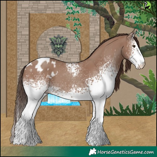 Horse Color:White Spotted Classic Champagne Appaloosa 