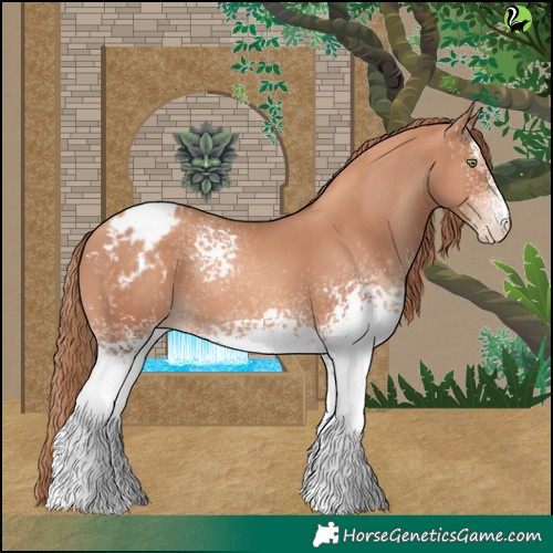 Horse Color:White Spotted Gold Champagne Appaloosa 