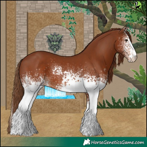 Horse Color:White Spotted Chestnut 