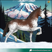 Horse Color:White Spotted Liver Chestnut