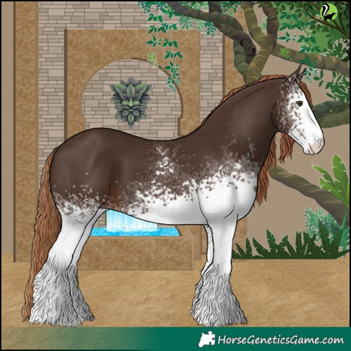 Horse Color:White Spotted Liver Chestnut 