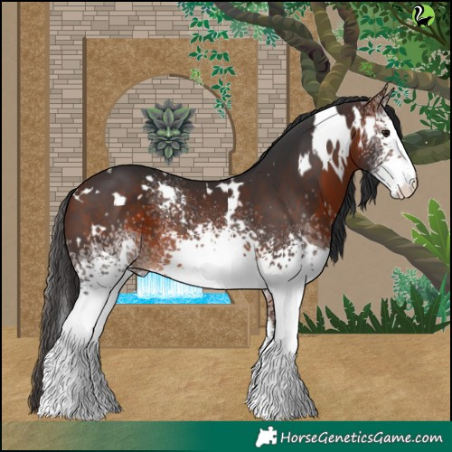 Horse Color:White Spotted Brown 