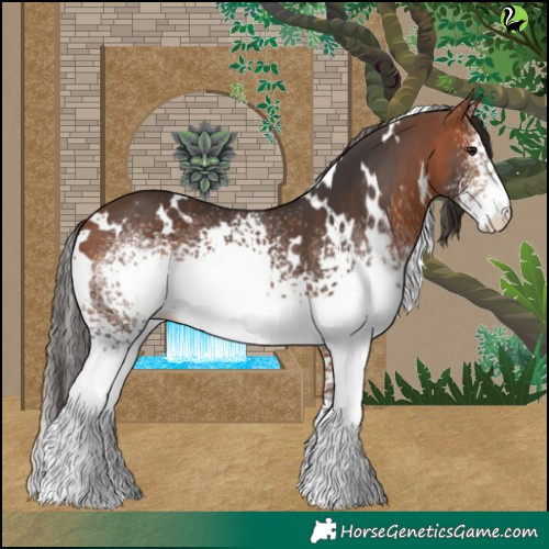 Horse Color:White Spotted Bay