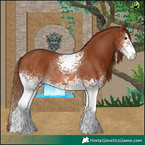 Horse Color:White Spotted Chestnut Rabicano