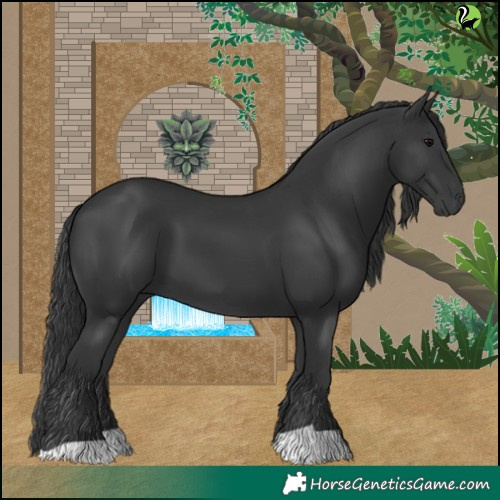 Horse Color:Black 