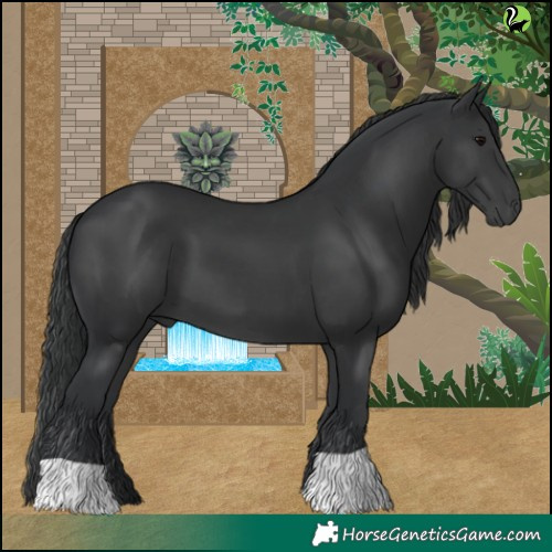 Horse Color:Black 