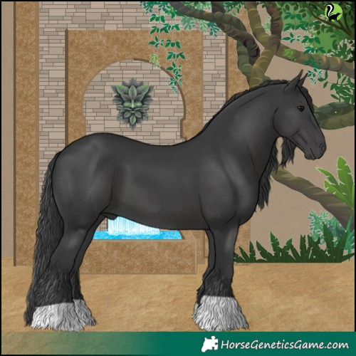Horse Color:Black 