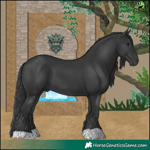 Horse Color:Black 