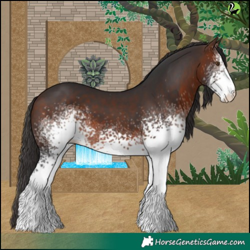 Horse Color:White Spotted Brown 