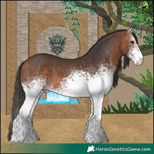Horse Color:White Spotted Bay 