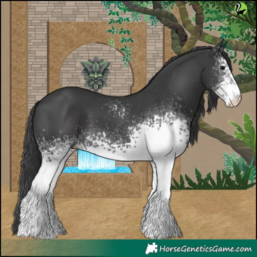 Horse Color:White Spotted Black 
