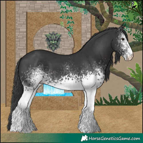 Horse Color:White Spotted Black 