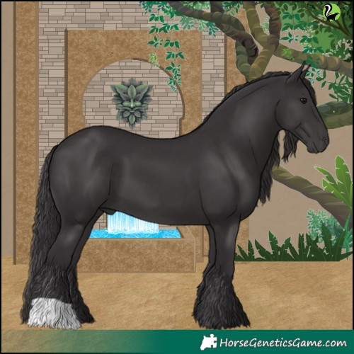Horse Color:Smoky Black 