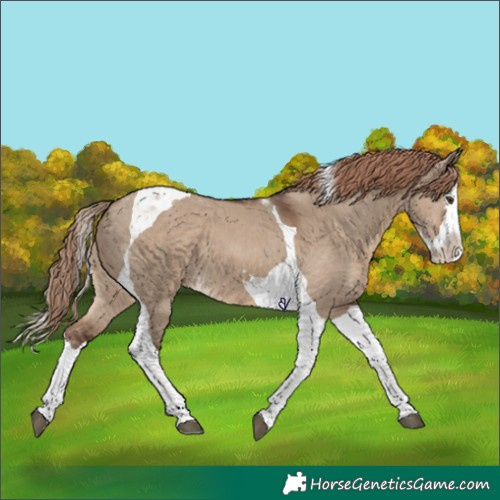 Horse Color:Liver Red Dun Splash Tobiano 