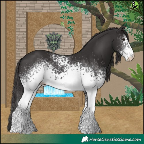 Horse Color:White Spotted Smoky Black 