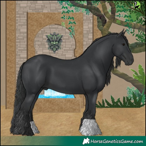 Horse Color:Black 