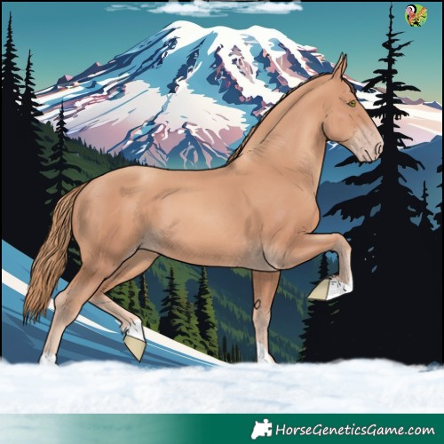 Horse Color:Gold Champagne