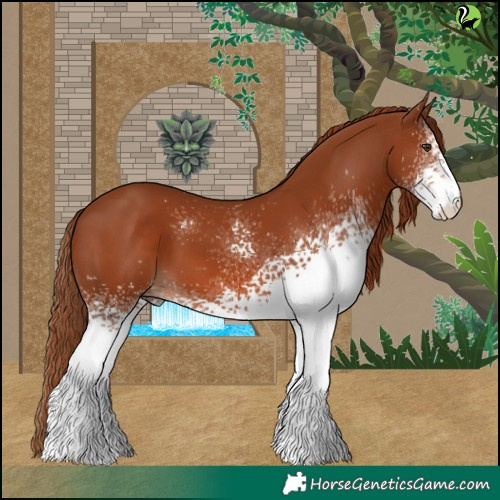 Horse Color:White Spotted Chestnut 