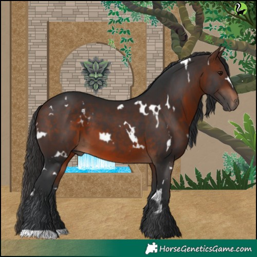 Horse Color:White Spotted Brown 