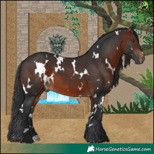 Horse Color:White Spotted Brown 