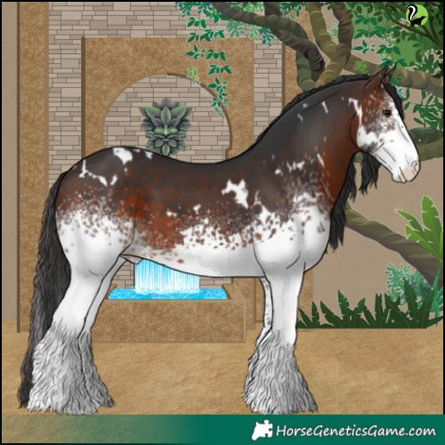 Horse Color:White Spotted Brown 