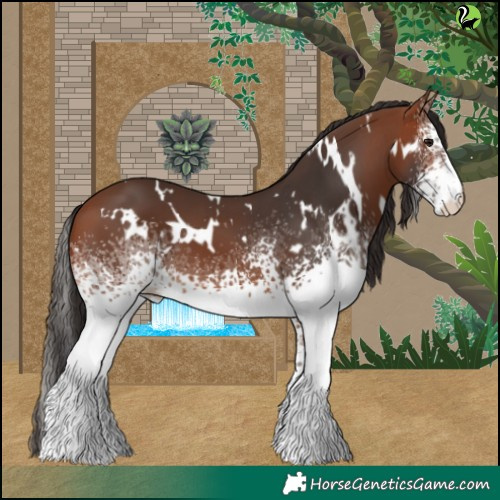 Horse Color:White Spotted Bay 