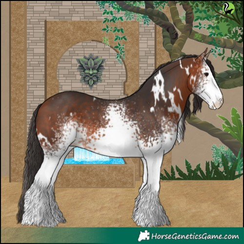 Horse Color:White Spotted Bay 