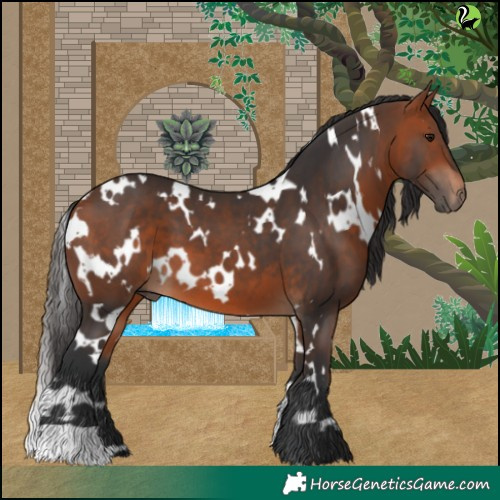 Horse Color:White Spotted Bay 