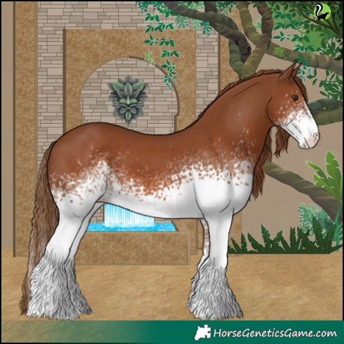 Horse Color:White Spotted Chestnut