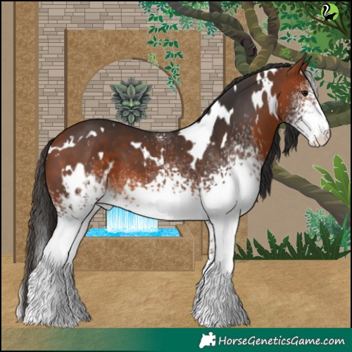 Horse Color:White Spotted Bay 