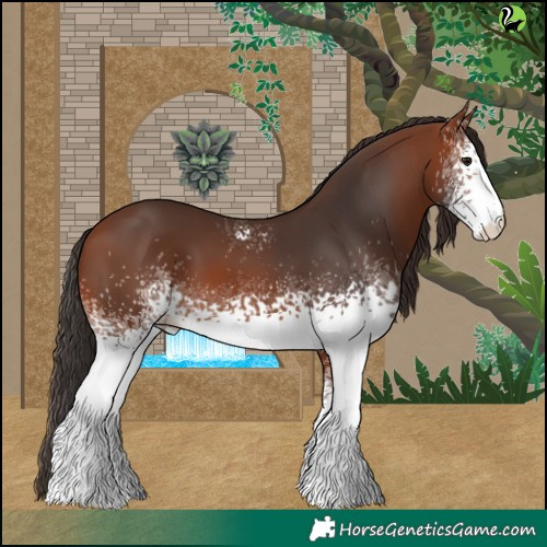 Horse Color:White Spotted Bay 