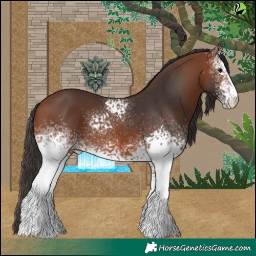 Horse Color:White Spotted Bay 