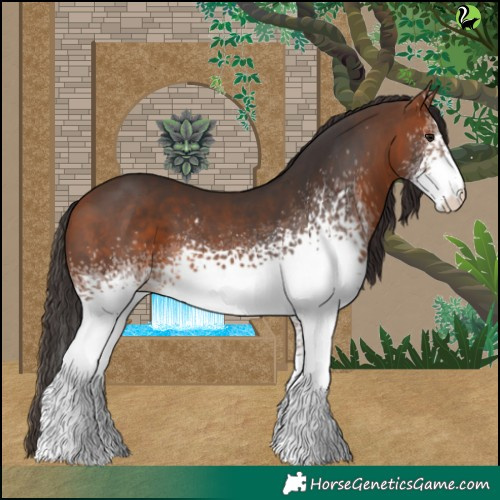 Horse Color:White Spotted Bay 