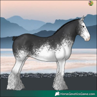 Horse Color:White Spotted Black