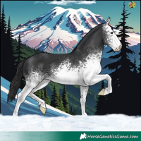Horse Color:White Spotted Black