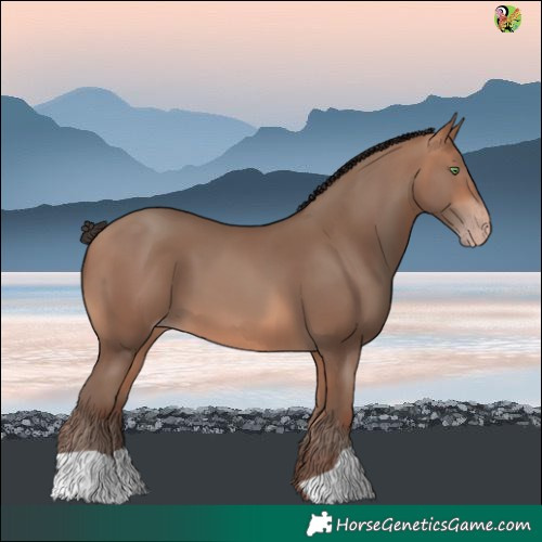 Horse Color:Amber Champagne 