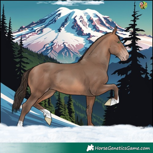 Horse Color:Amber Champagne