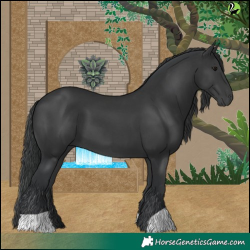Horse Color:Black 