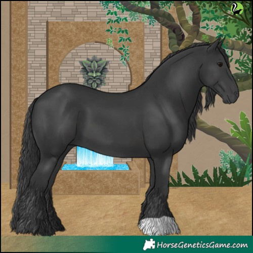Horse Color:Black 