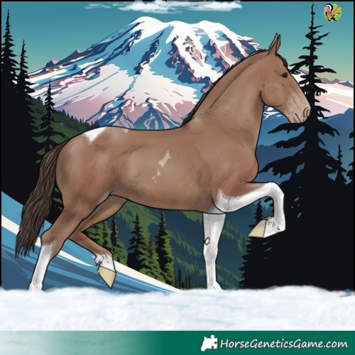 Horse Color:Classic Champagne Tobiano 
