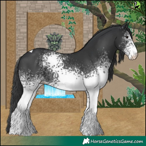 Horse Color:White Spotted Black Tobiano Appaloosa 
