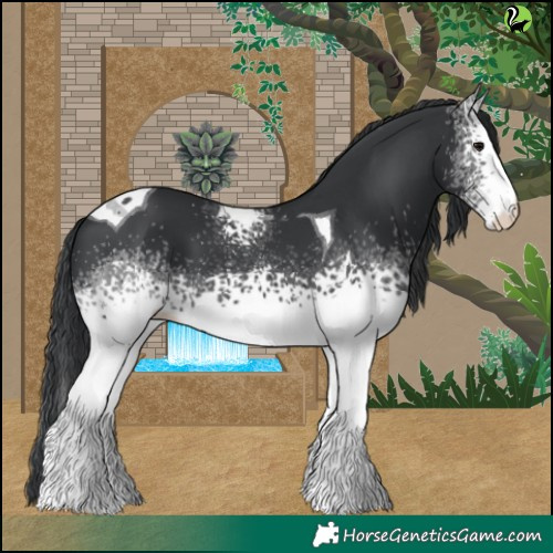 Horse Color:White Spotted Black Tobiano