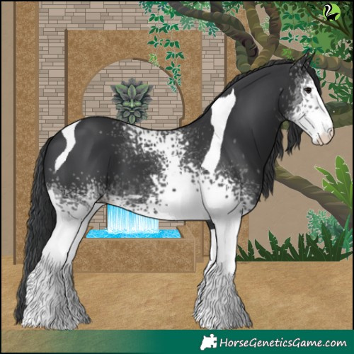 Horse Color:White Spotted Black Tobiano 