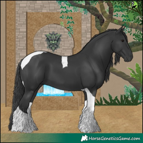 Horse Color:Black Tobiano
