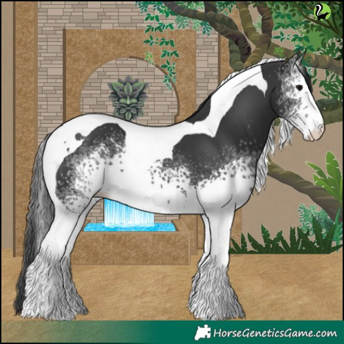 Horse Color:White Spotted Black Tobiano 