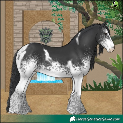 Horse Color:White Spotted Black Tobiano