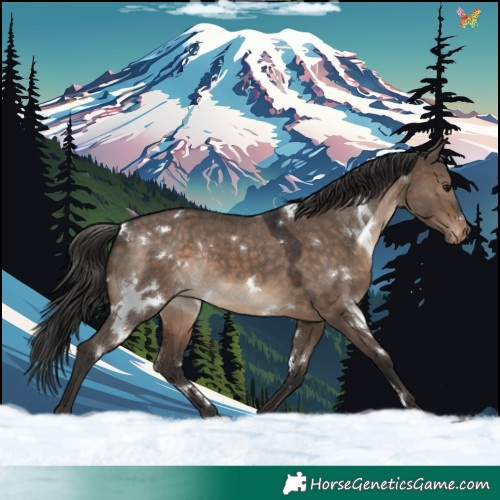 Horse Color:White Spotted Brown Dun Appaloosa Rabicano
