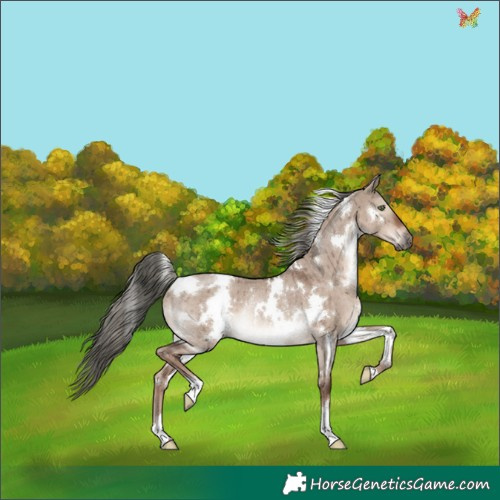 Horse Color:White Spotted Liver Red Dun Mushroom Rabicano Brindle